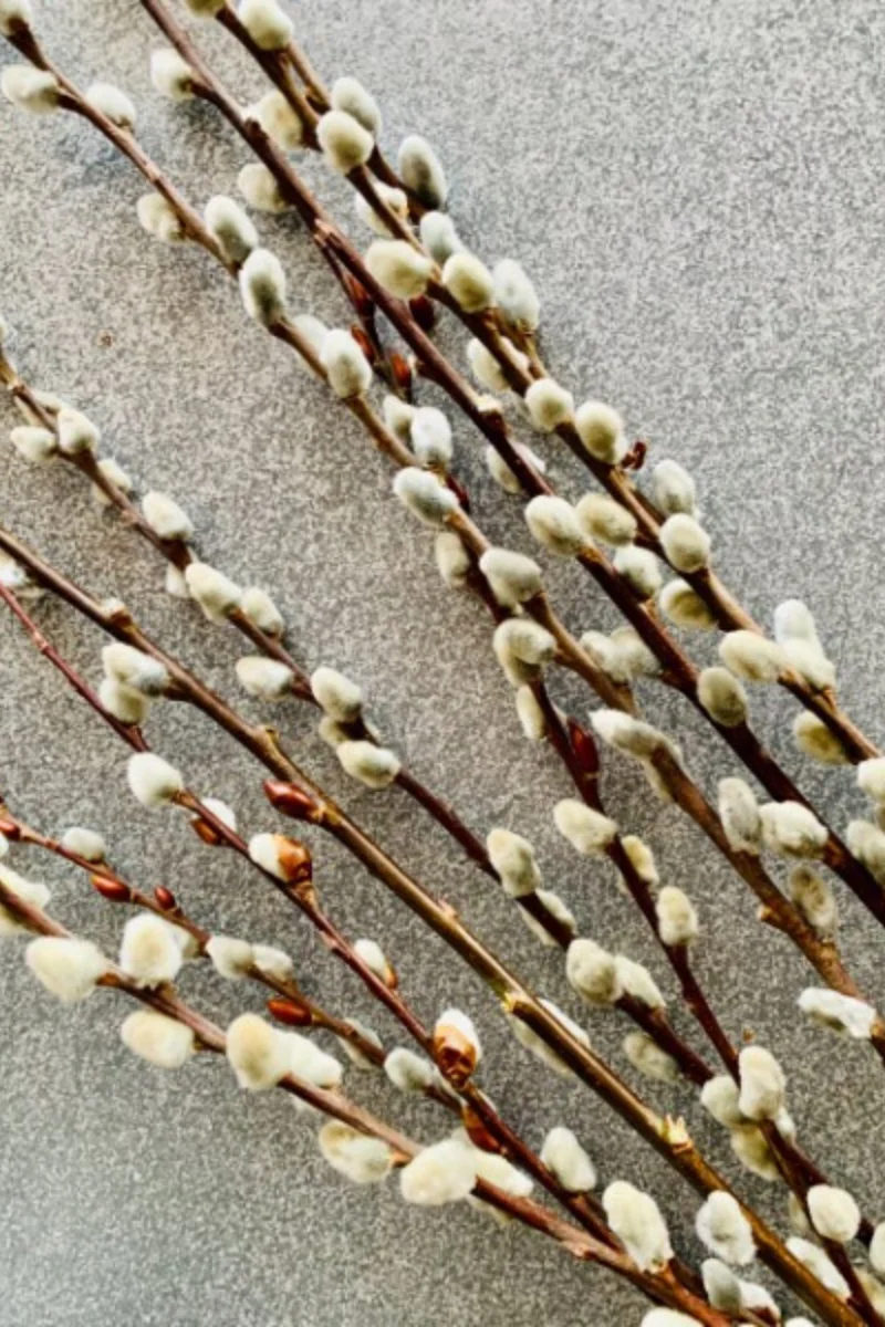 Pussy Willow, Seasonal Stem bunch Medium - Image 2