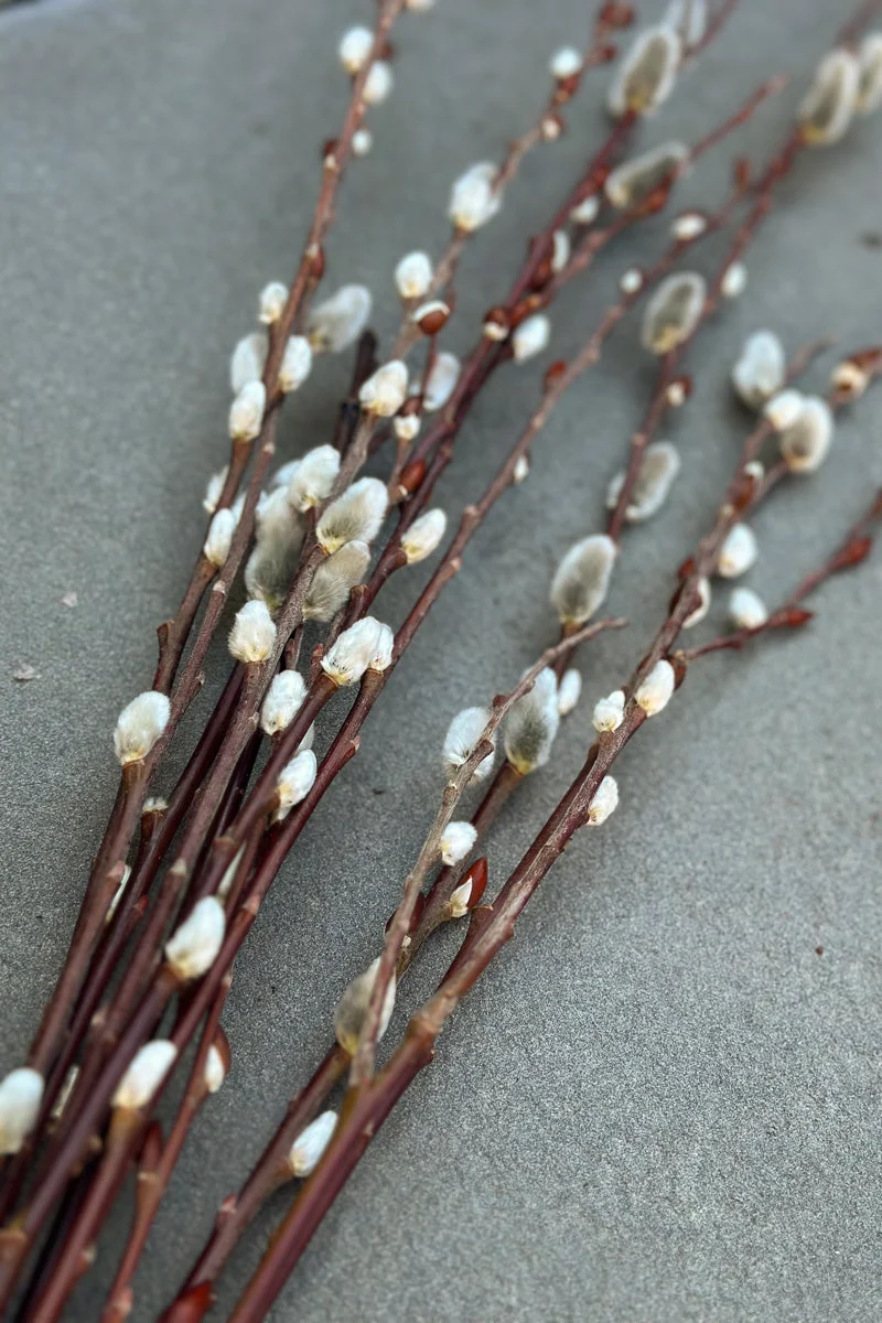 Pussy Willow, Tips Bunch - Image 2