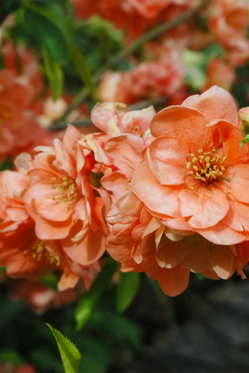 Quince, Cameo