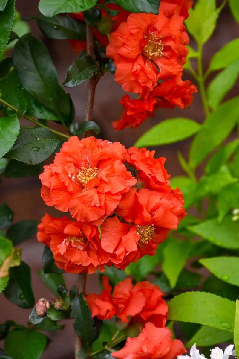 Quince, Double Take Orange