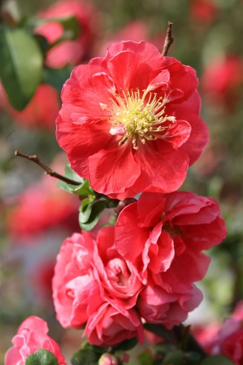 Quince, Dt Pink Storm