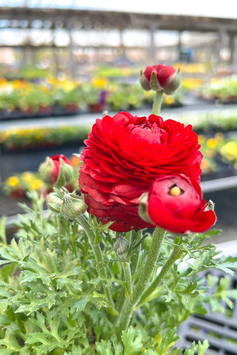 Ranunculus, Red