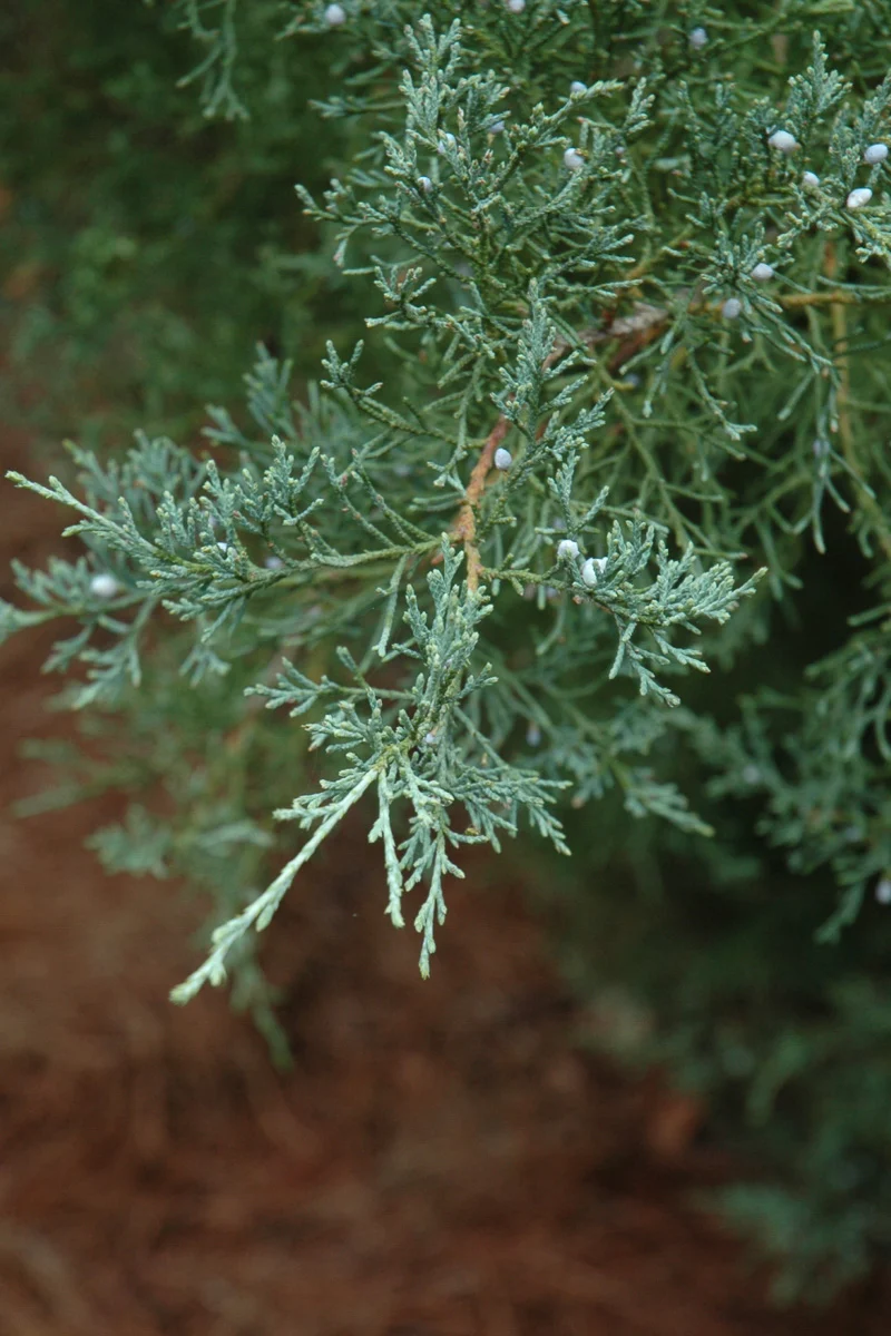 Red Cedar, Burkii