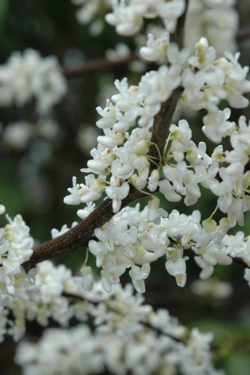 Redbud, Eastern White