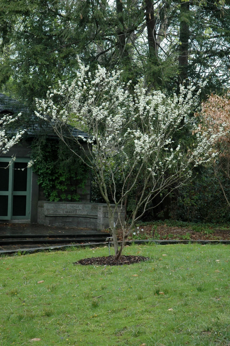 Redbud, Eastern White - Image 2