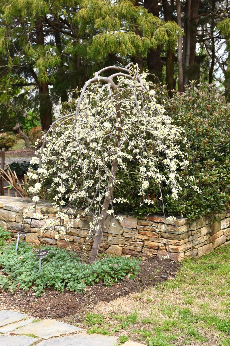 Redbud, Vanilla Twist