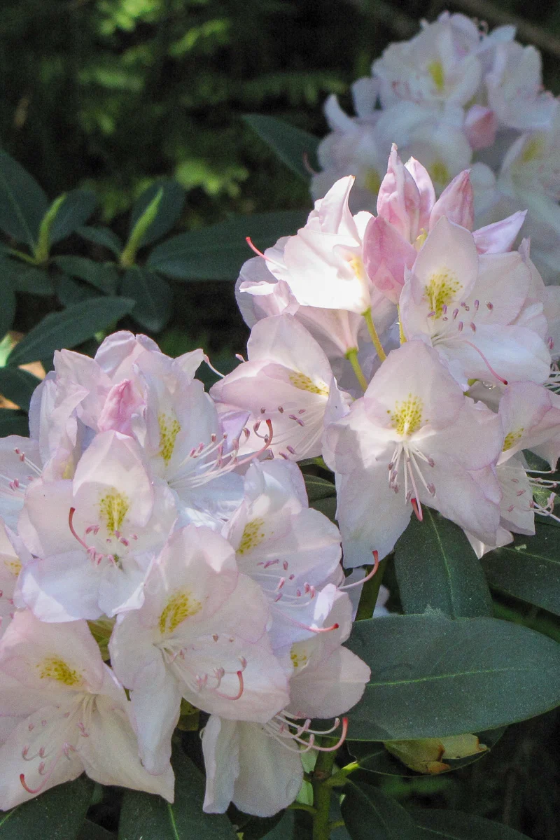 Rhododendron, Catawbiense Album - Image 2