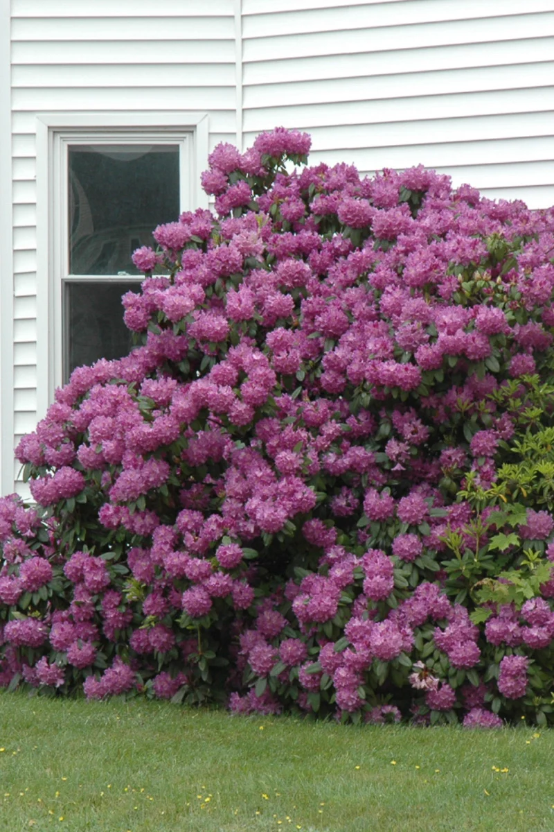 Rhododendron,  Purple Elegans - Image 2