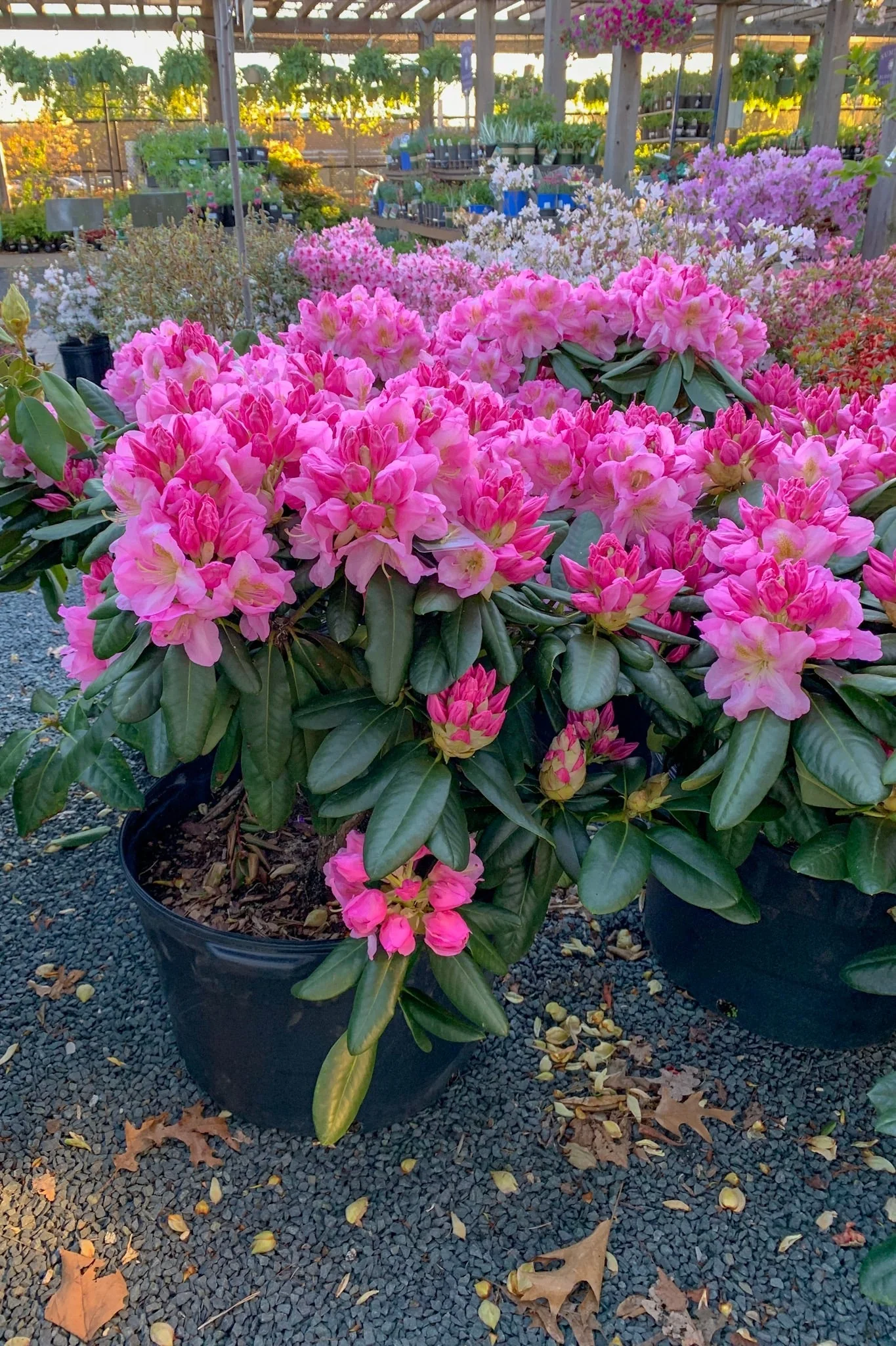 Rhododendron, Scintillation