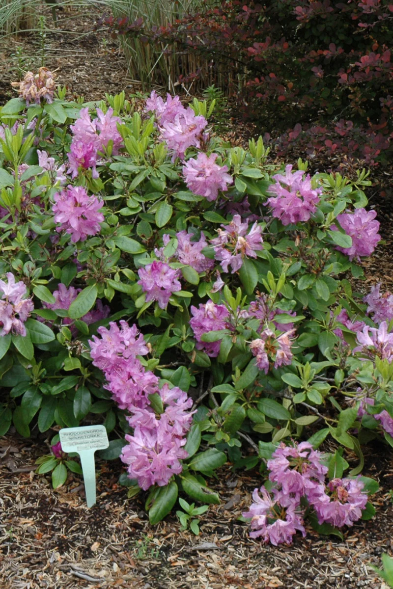 Rhododendron, Minnetonka (red/lav) - Image 2