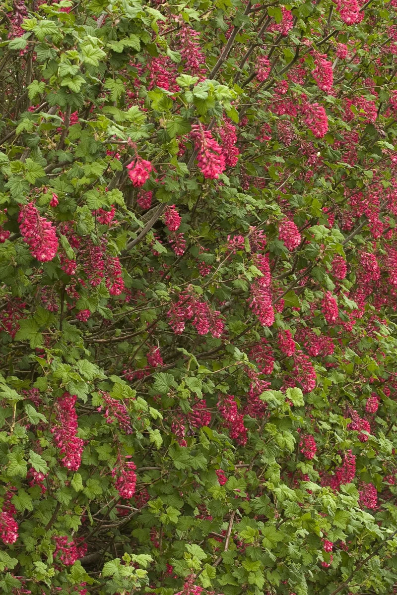 Ribes, King Edward VII - Image 2