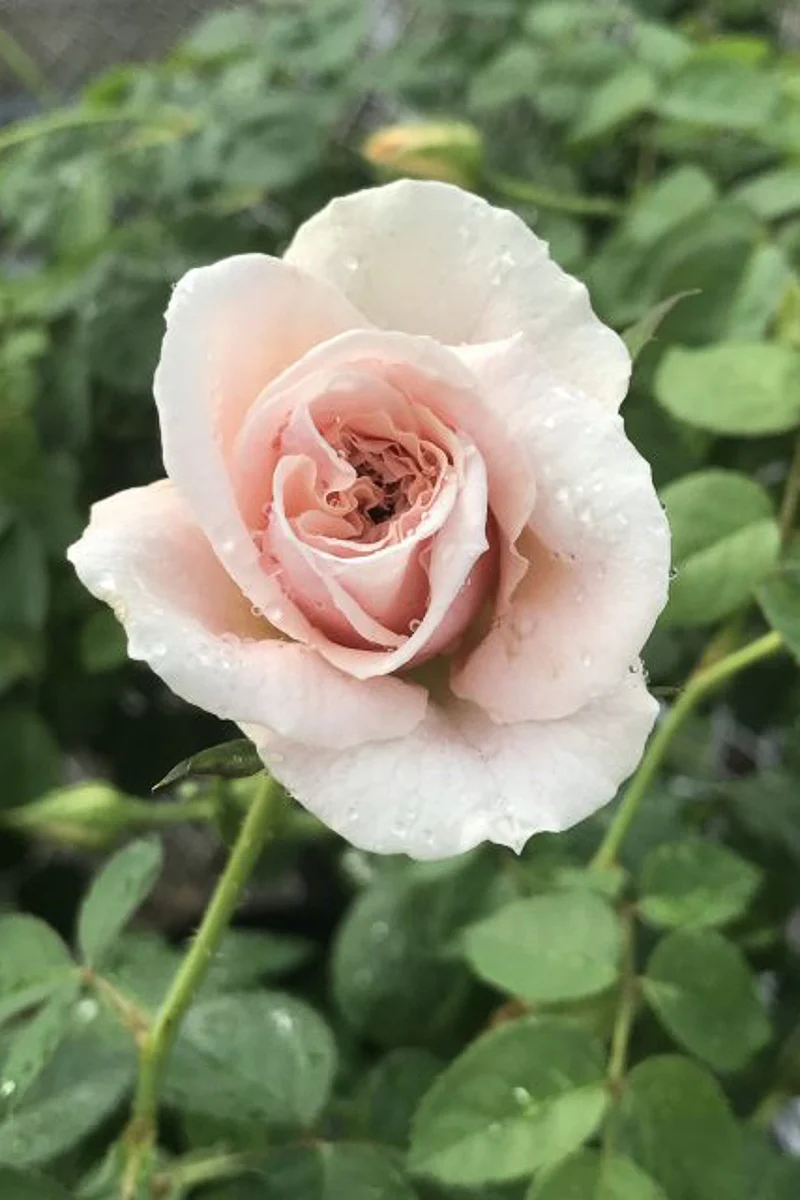 Rose, Brindabella Dawn