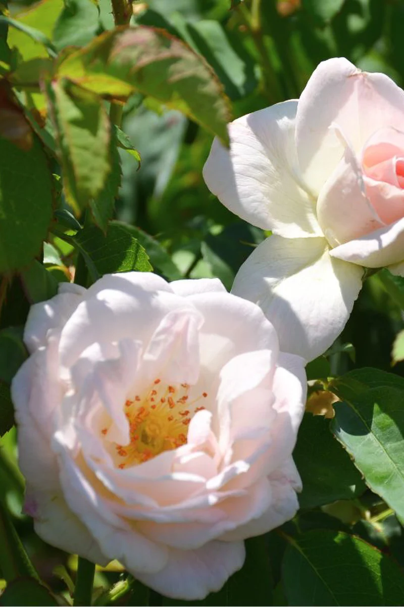 Rose, Brindabella Touch of Pink