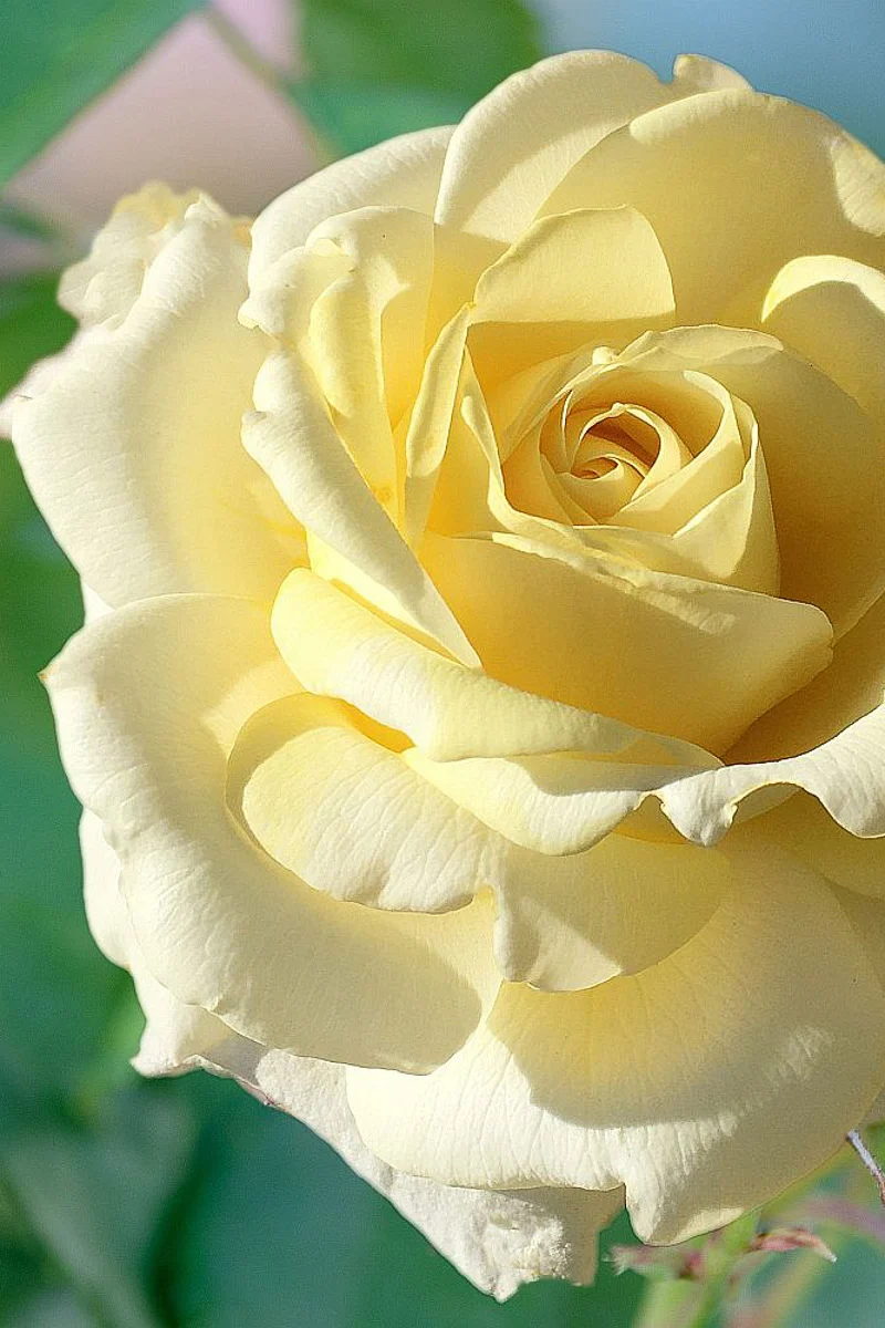 Rose, Chantilly Cream