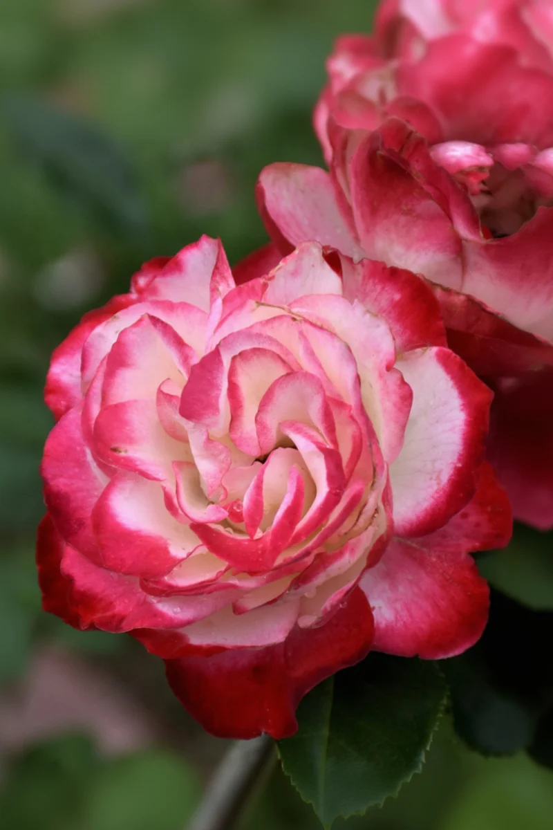 Rose, Cherry Parfait