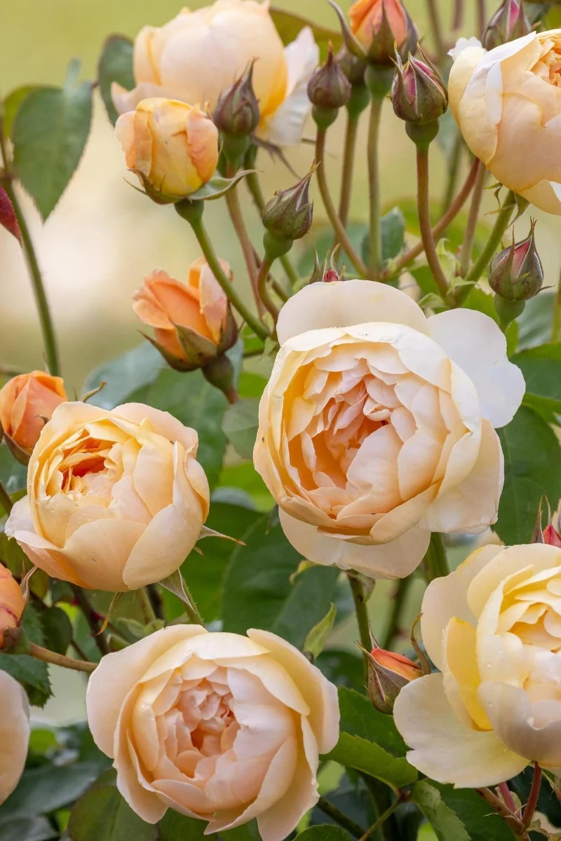 Rose, Dannahue