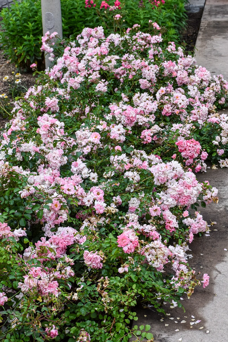 Rose, Drift Blushing - Image 2