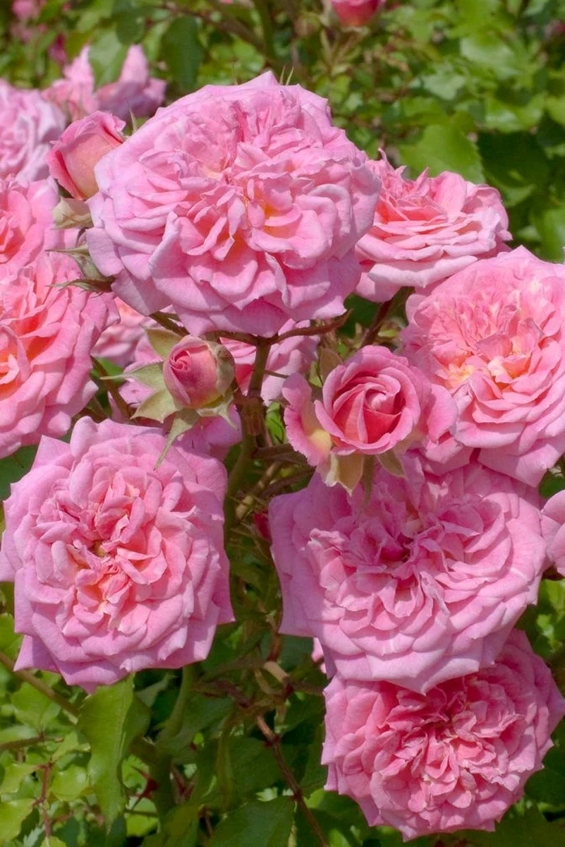 Rose, Drift Sweet