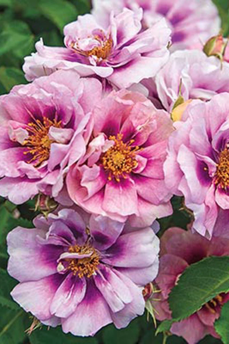 Rose, Easy On The Eyes