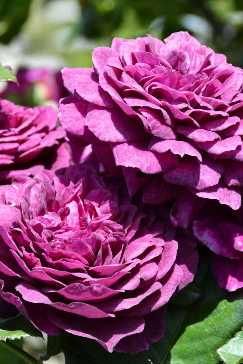 Rose, Ebb Tide
