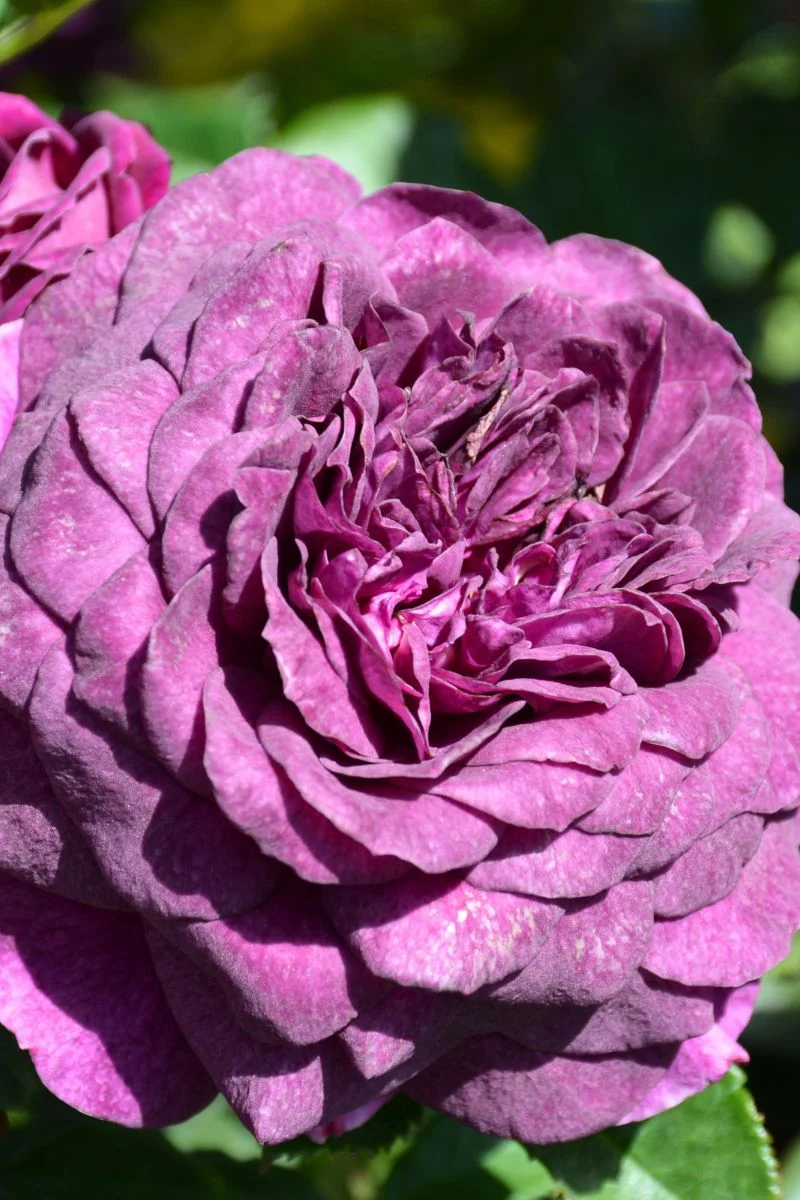 Rose, Ebb Tide - Image 2