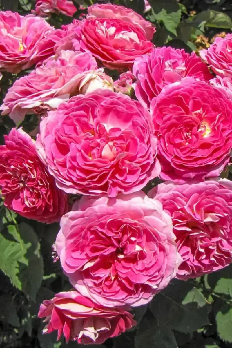 Rose, Fashion Forward