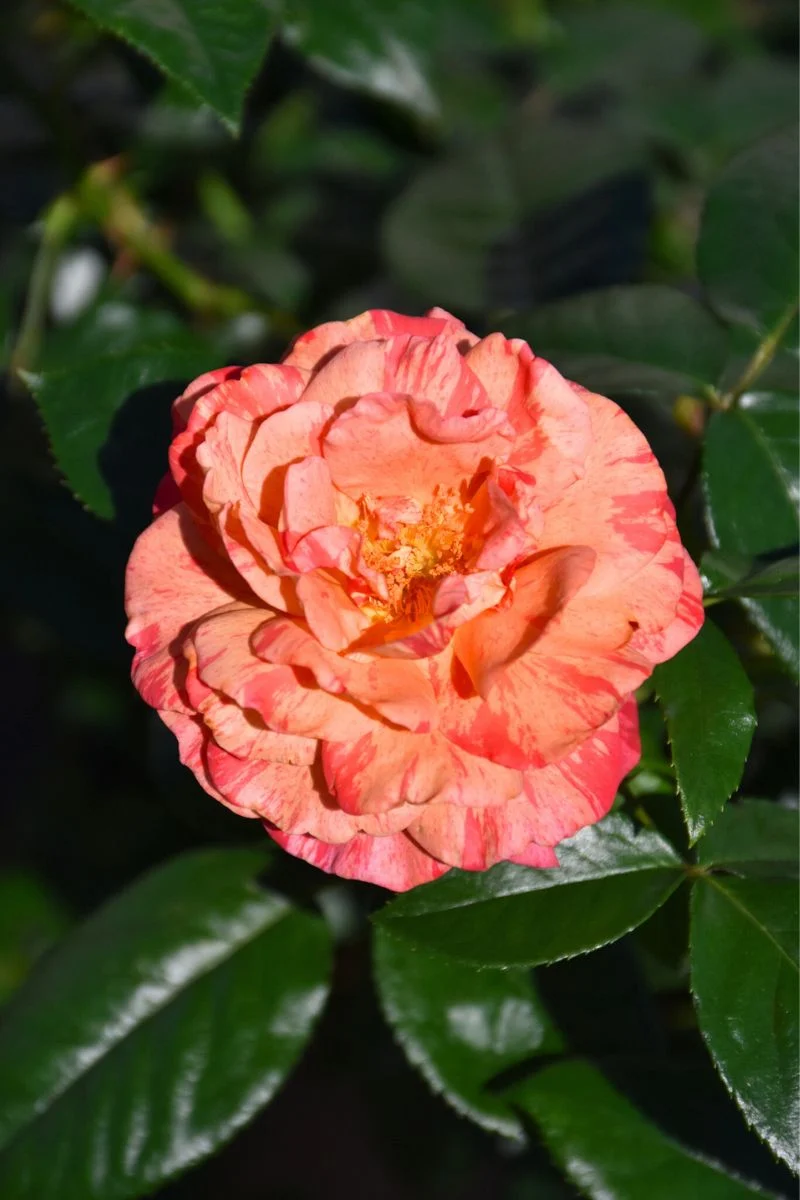 Rose, Frida Kahlo