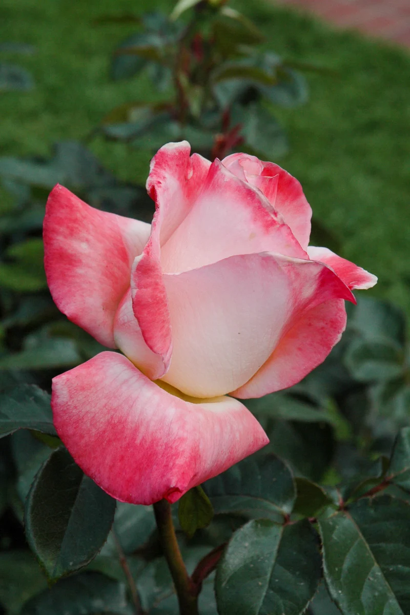 Rose, Gemini