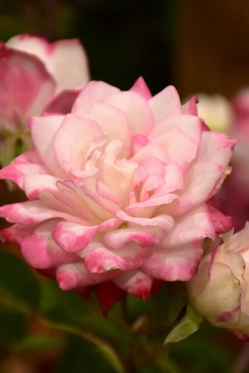 Rose, Grace & Grit Pink BiColor