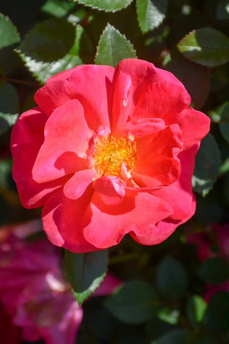Rose, Highwire Flyer