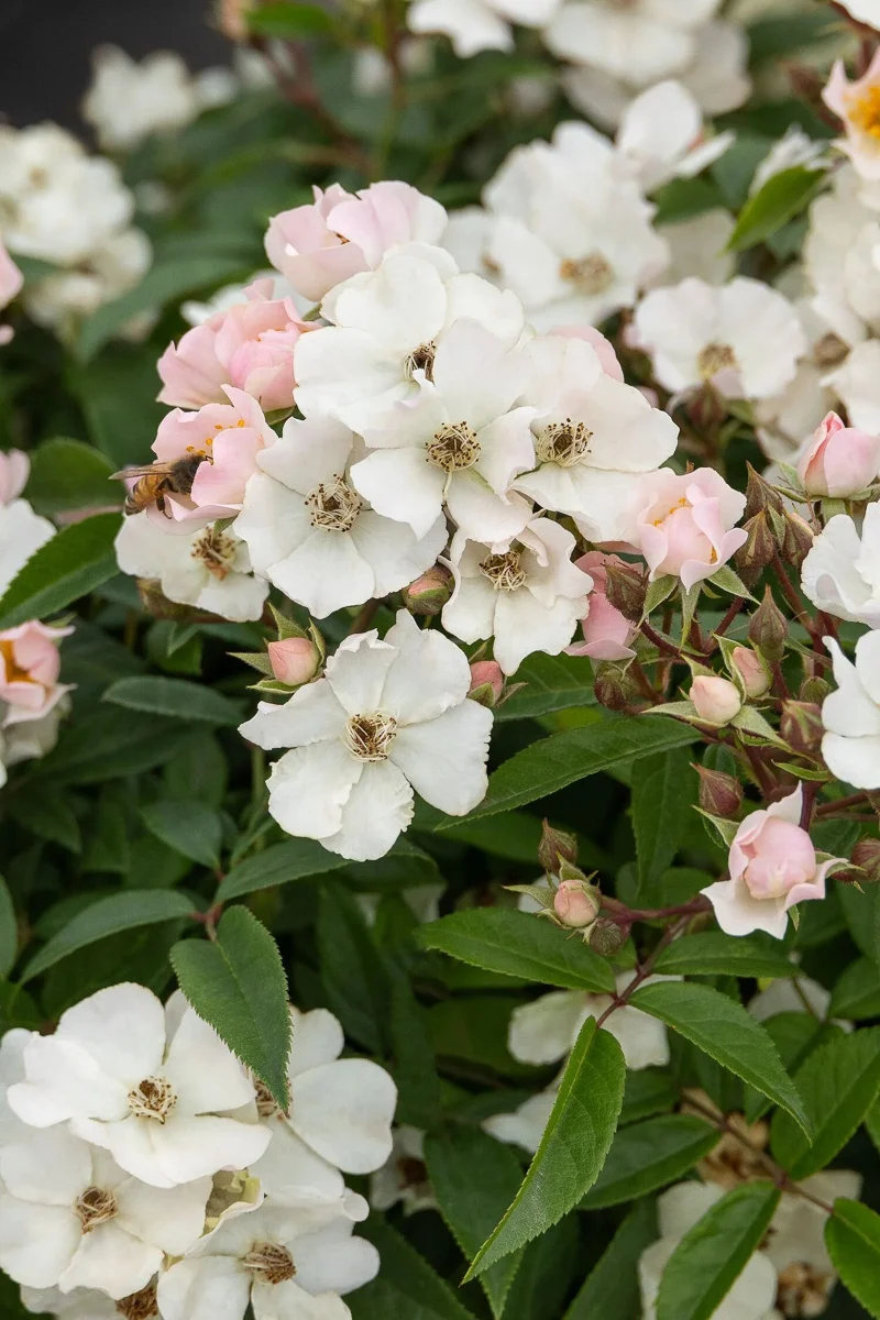 Rose, Honey Blush - Image 2