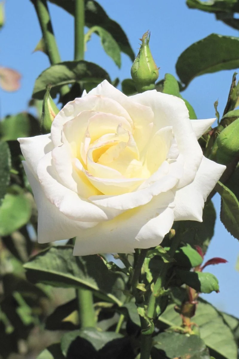 Rose, Honor