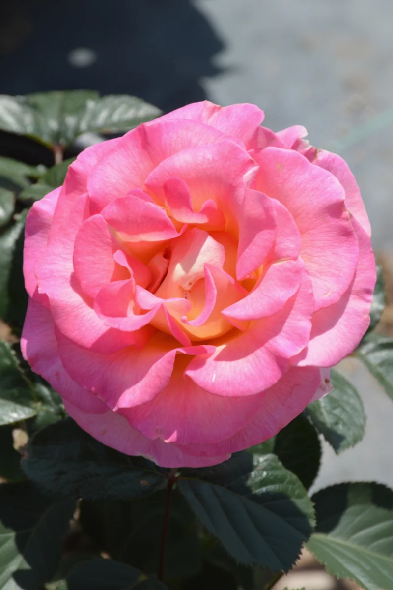 Rose, Julie Andrews