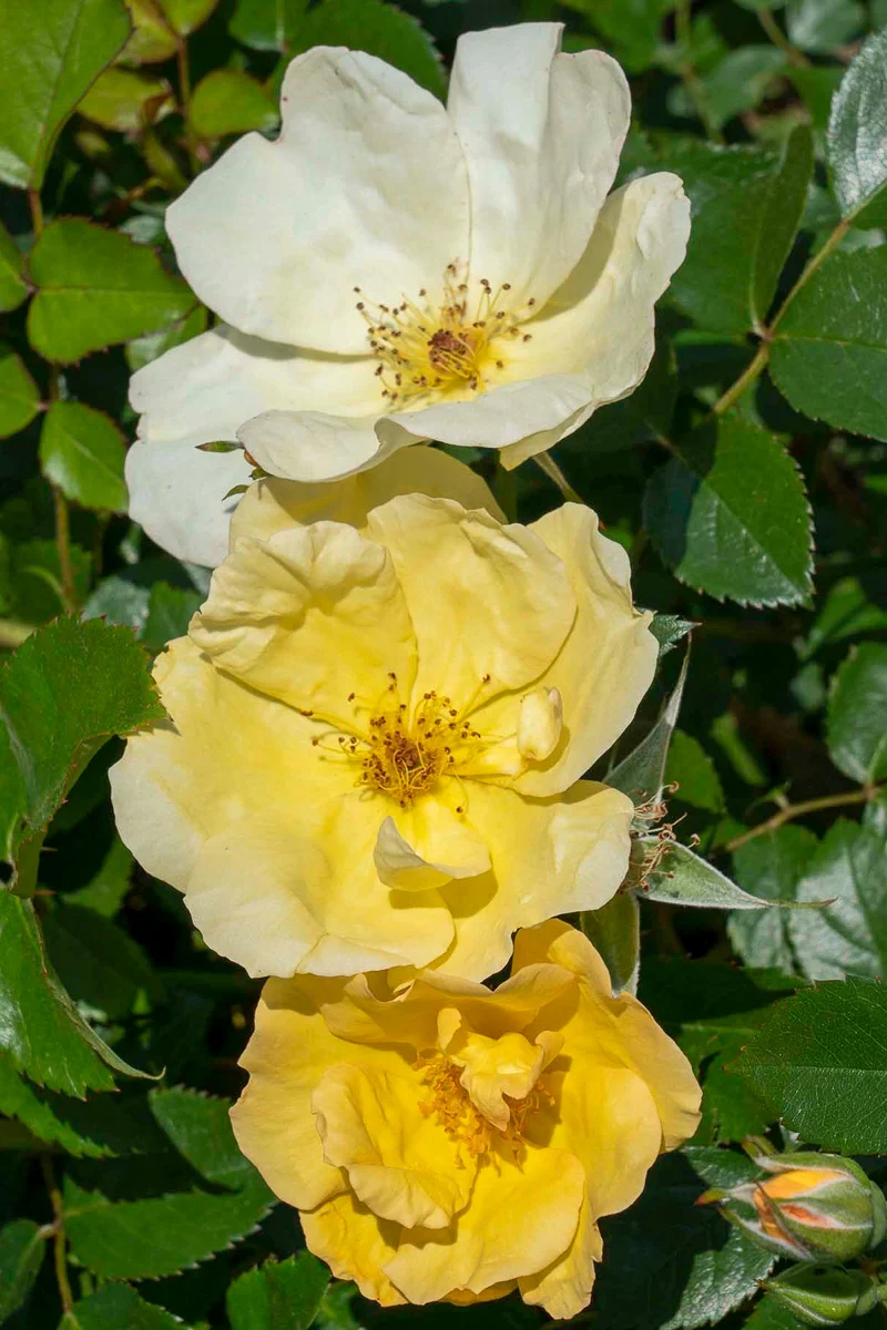 Rose, Knock Out Easy Bee-zy - Image 2