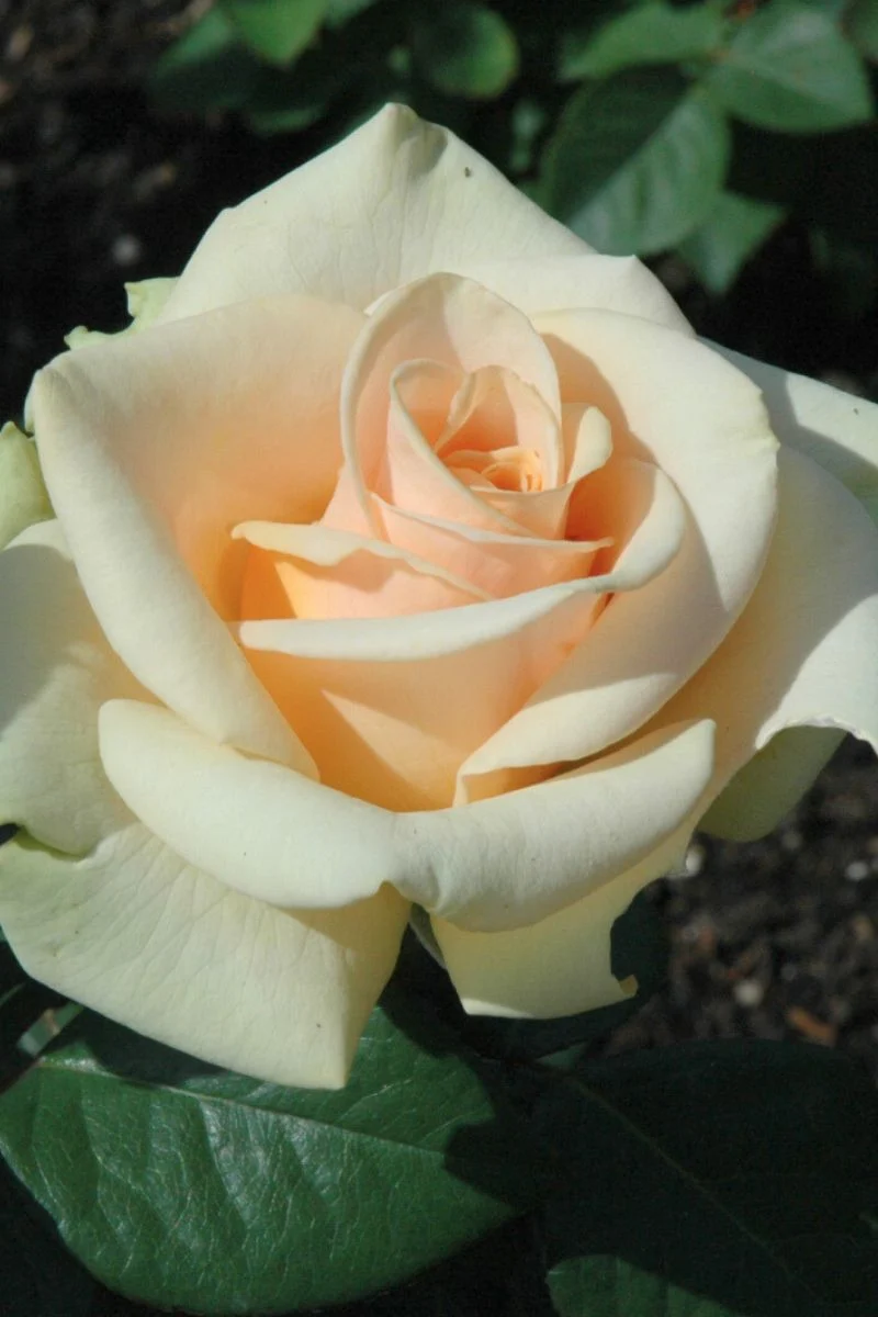 Rose, Marilyn Monroe - Image 3