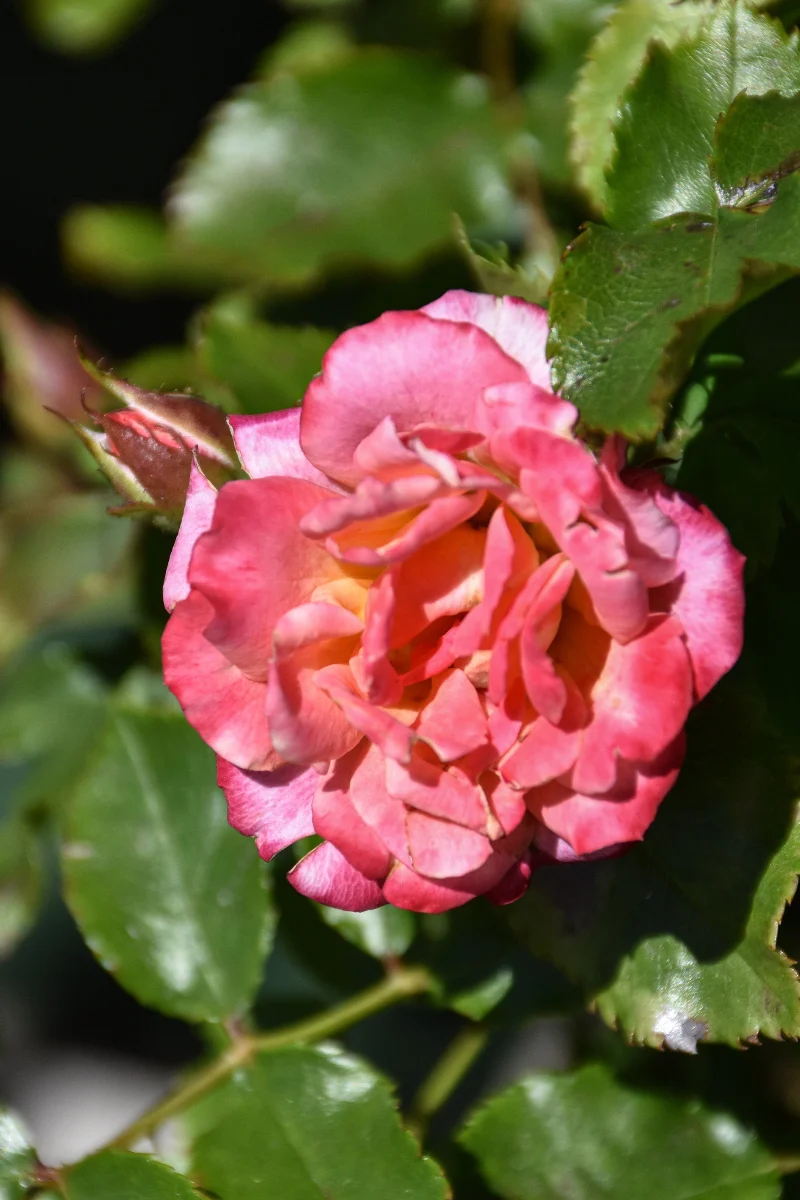 Rose, Mini Sunblaze Peach Tree