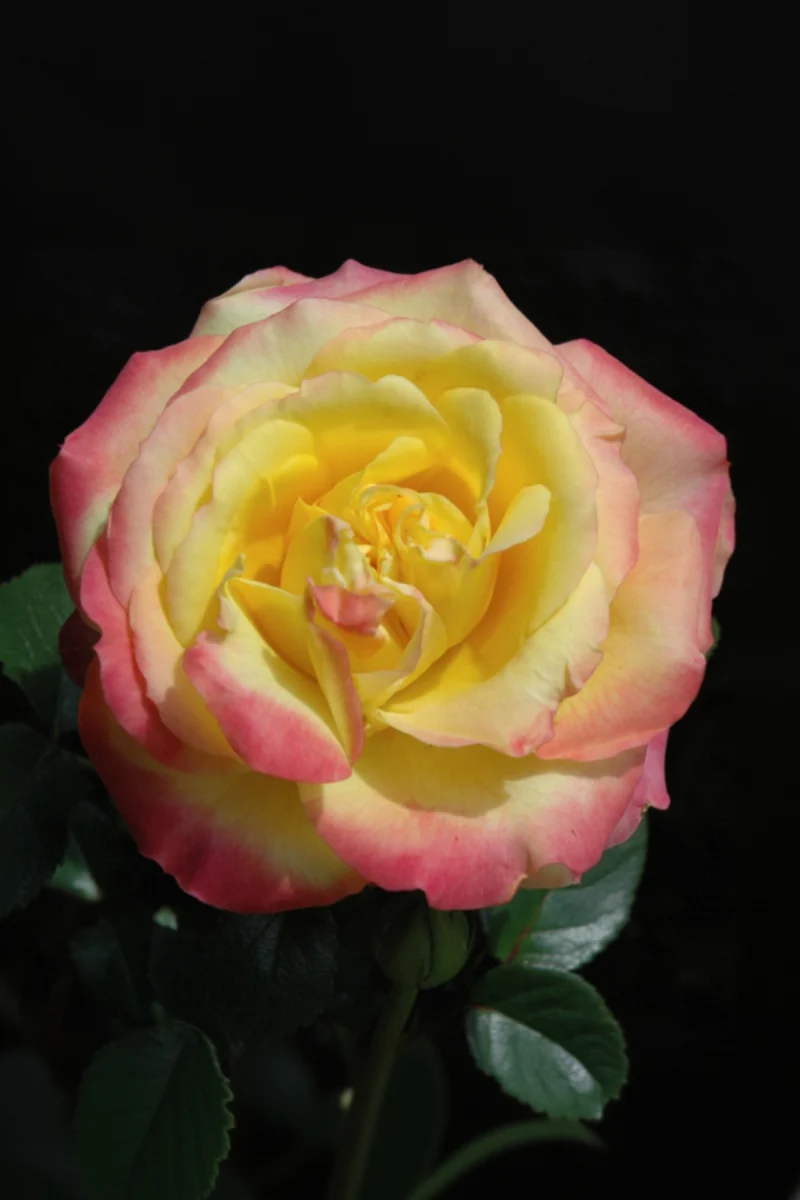 Rose, Mini Sunblaze Rainbow Tree