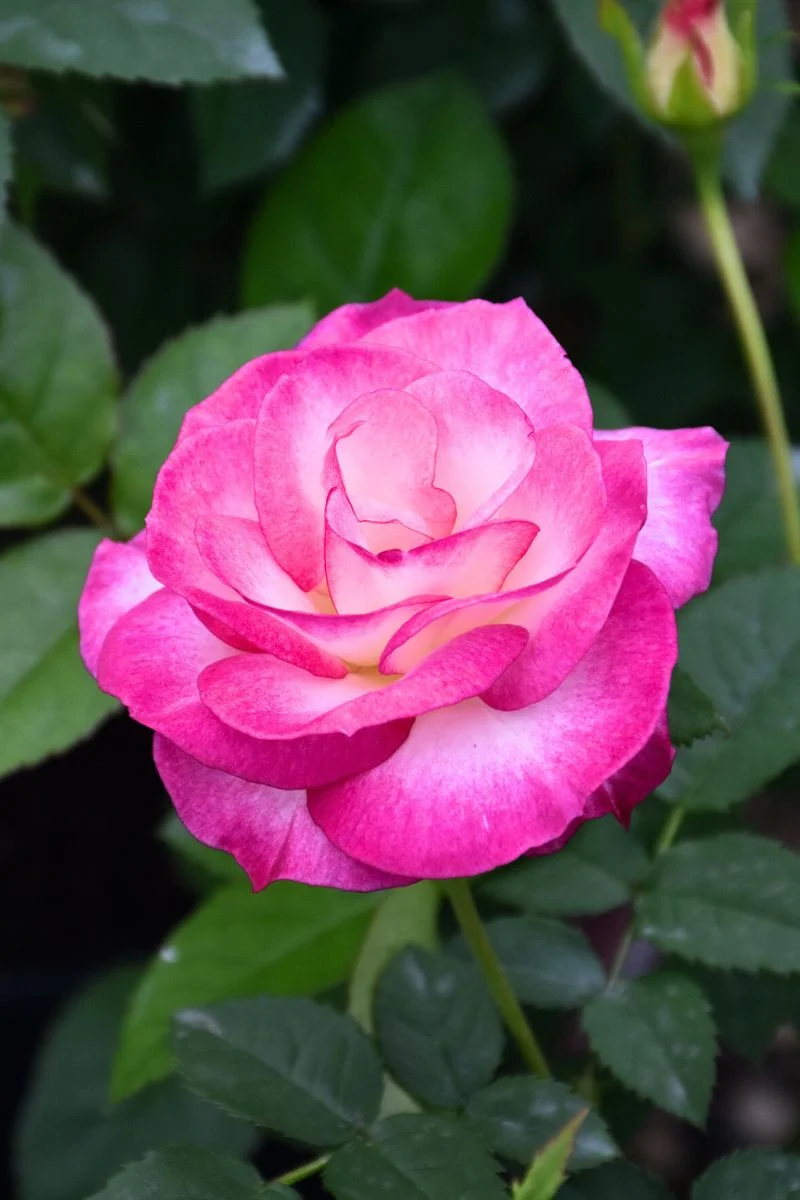 Rose, Miss Congeniality
