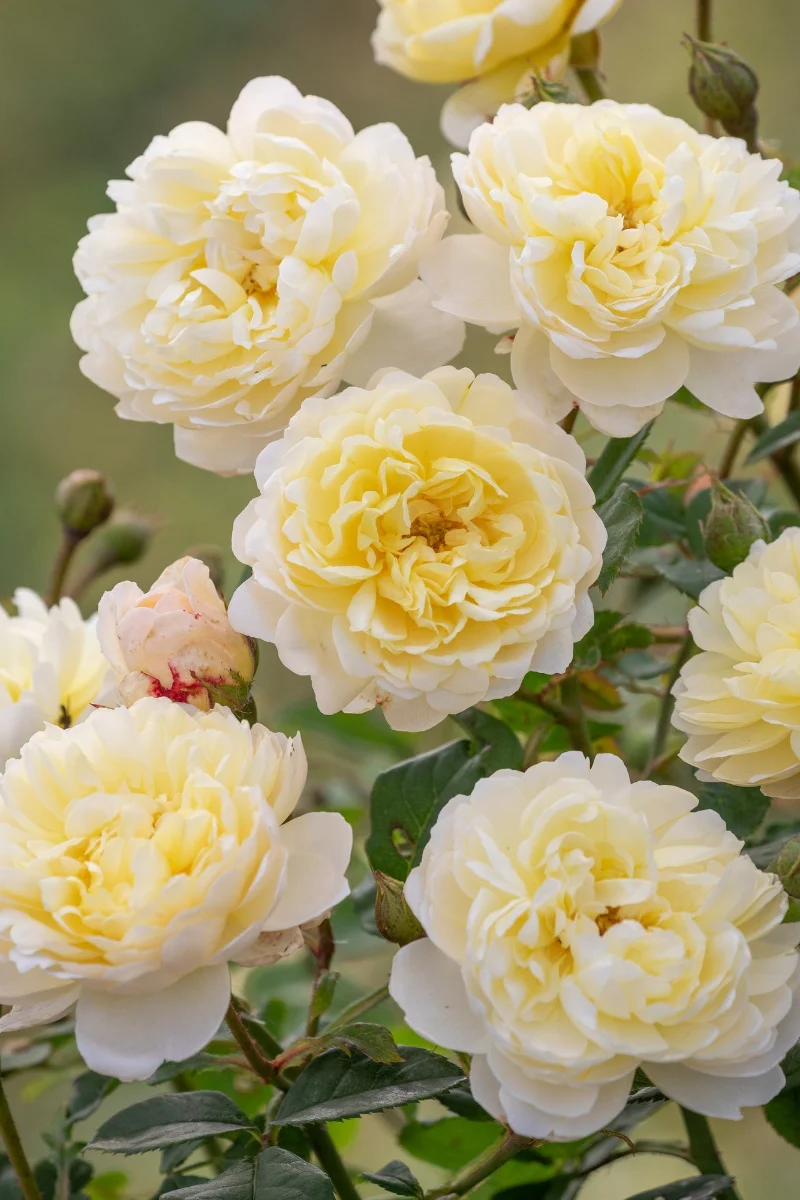 Rose, Nye Bevan