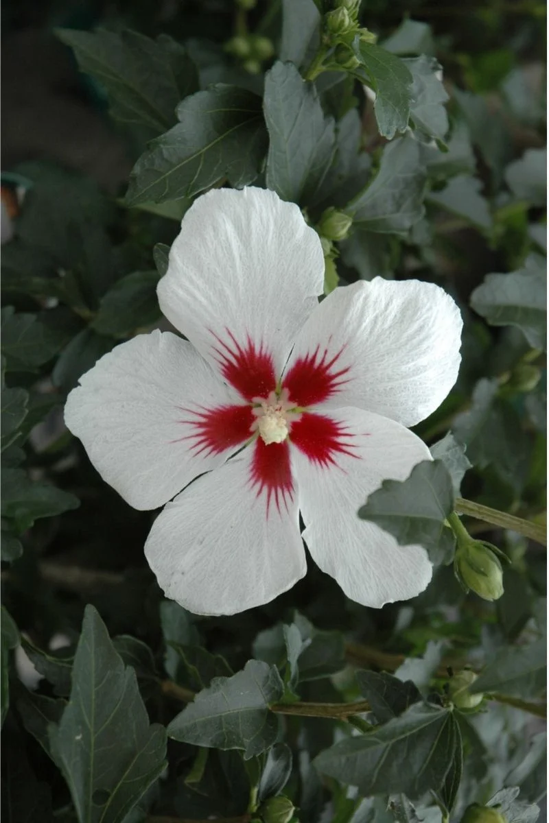 Rose Of Sharon, Lil' Kim