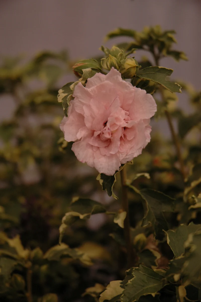 Rose Of Sharon, Sugar Tip