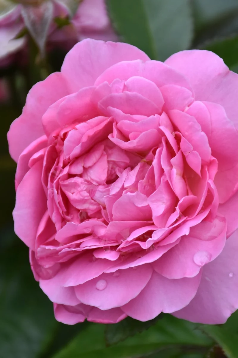 Rose, Orchid Romance