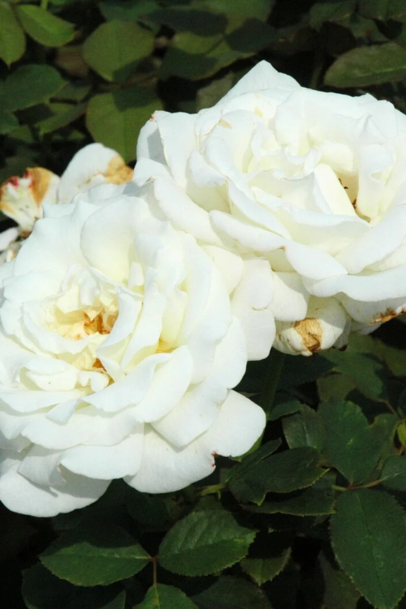 Rose, Pope John Paul II