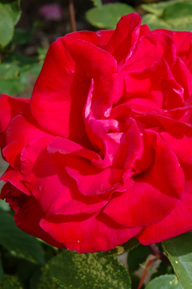 Rose, Proud Land