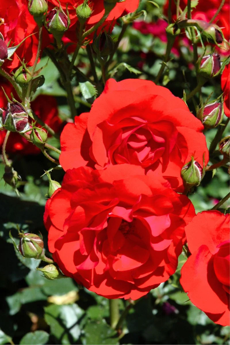 Rose, Showbiz