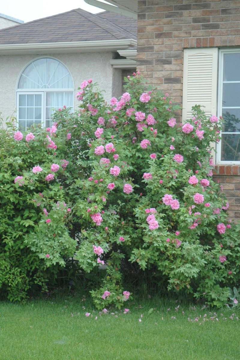 Rose, Therese Bugnet - Image 2