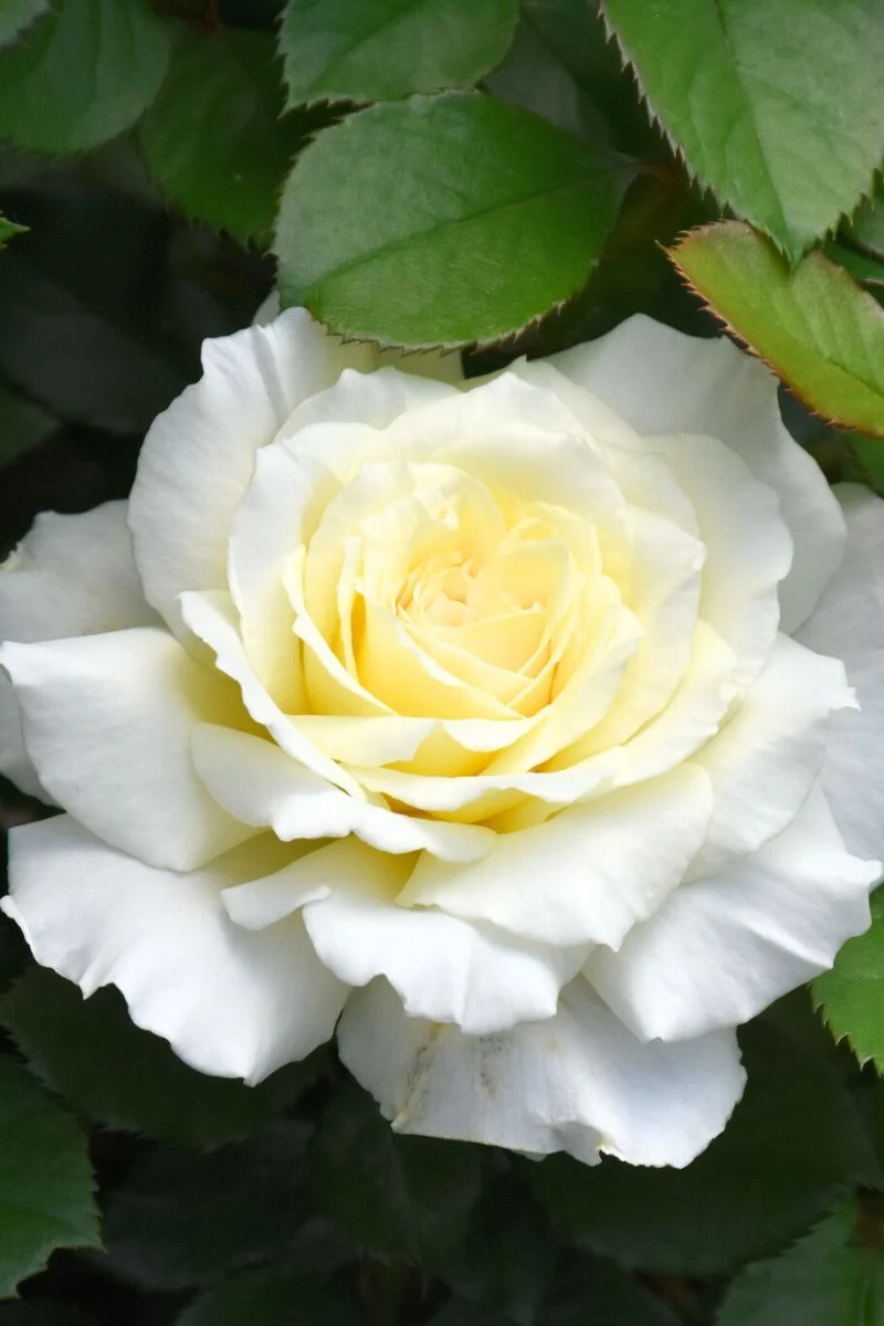 Rose, White Licorice - Image 2