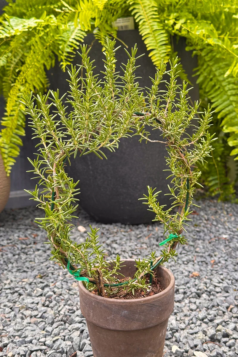 Rosemary, Ring 5" Grey Clay Pot