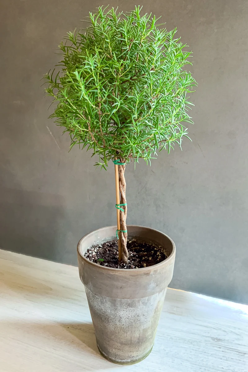 Rosemary, Topiary (Single Ball) 5" Grey Clay Pot - Image 2