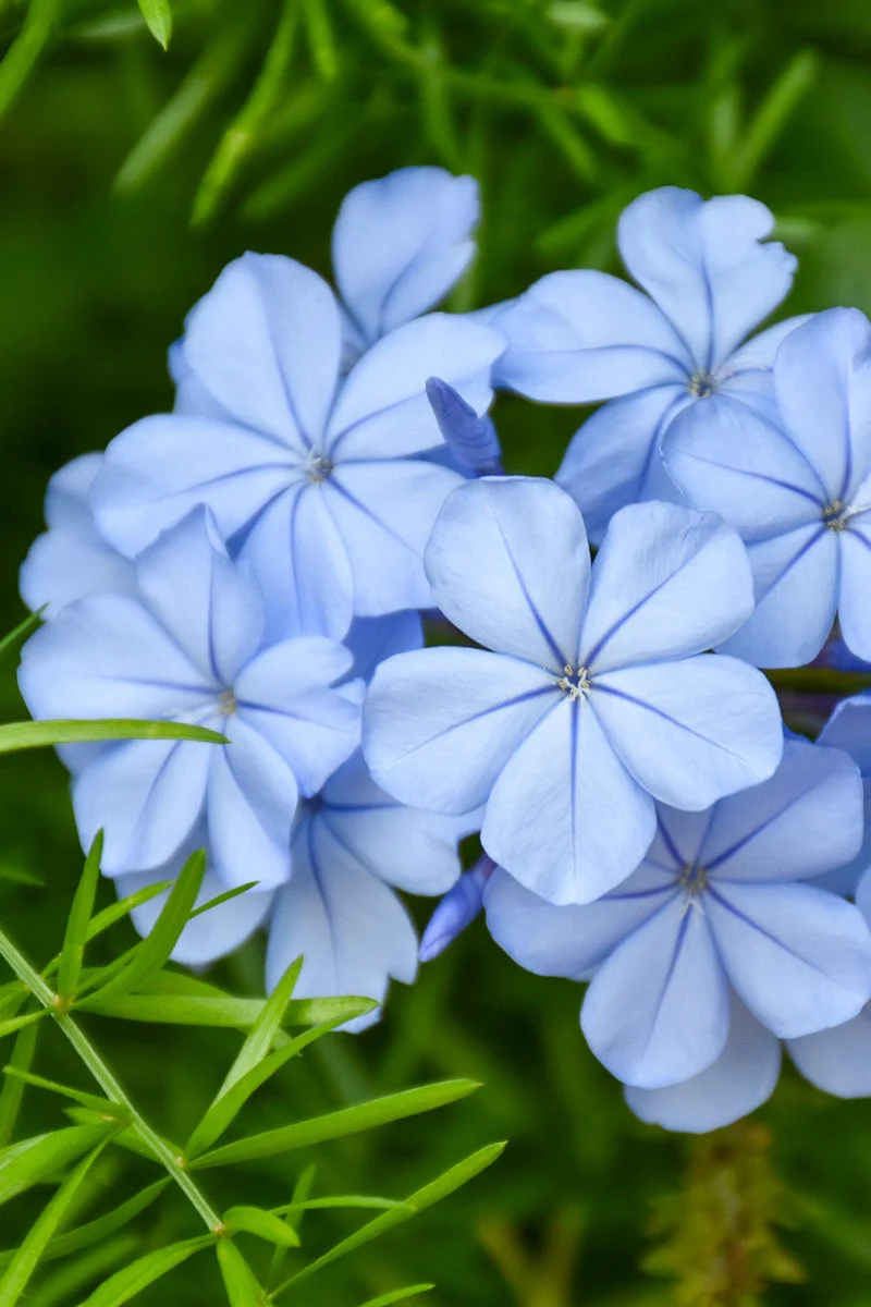Royal Cape Plumbago - Image 2